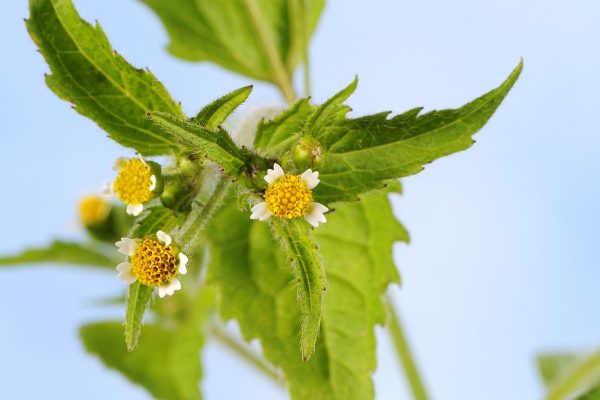 Kleinblütiges Knopfkraut