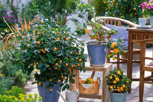 Citrofortunella microcarpa (Calamondinorangen), Citrus limon