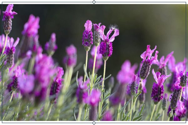 4-anouk-lavender