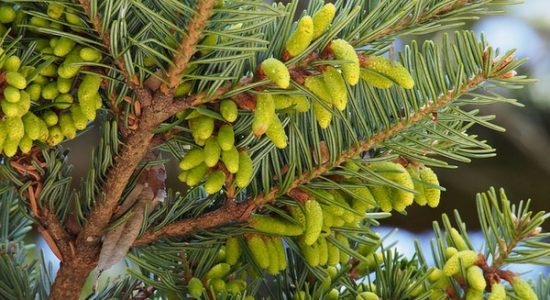 Abies_firma_cones_harumkoh_CCBYSA20