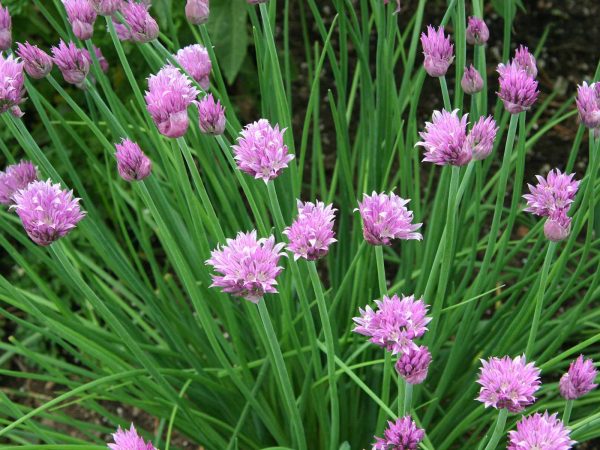 Chive (Allium schoenoprasum)