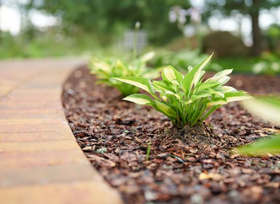 Bark-chippings-on-border-with-hosta