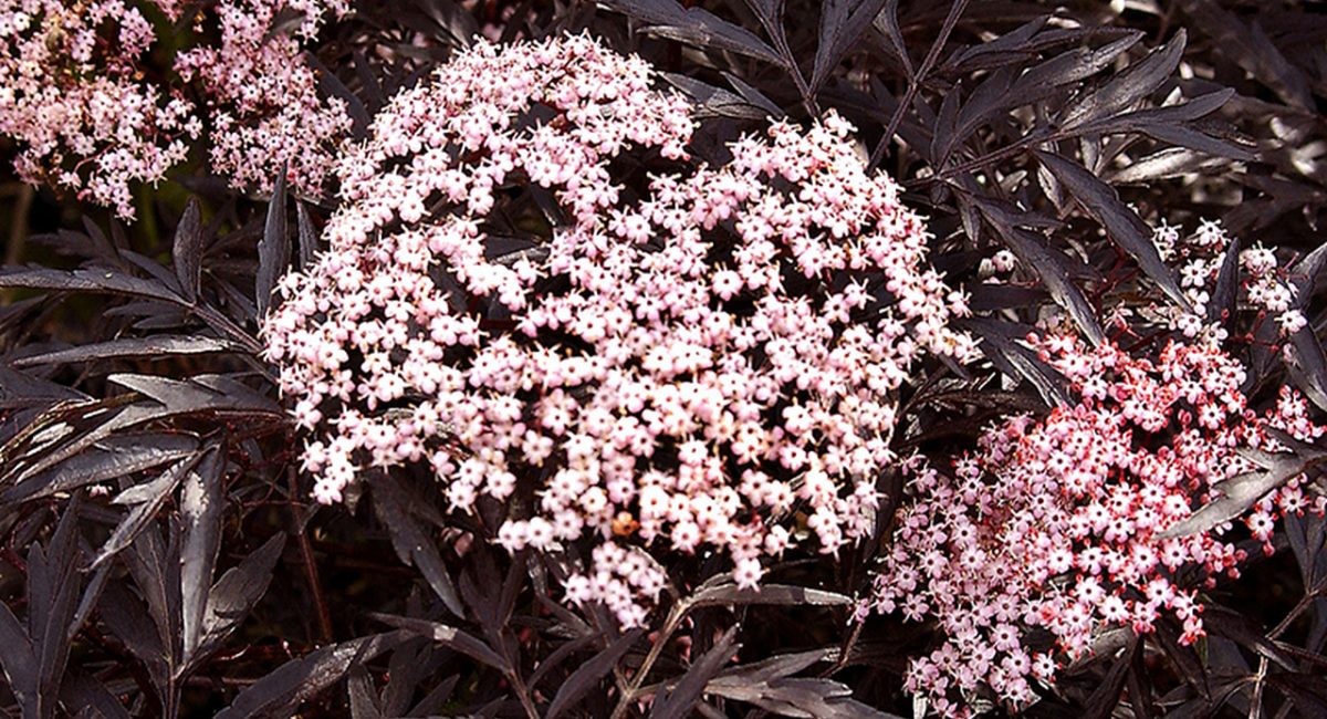 Black_Lace_Elderberry_Leaves_and_Pink_Flowers__71252.1523323718