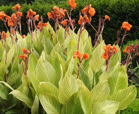 Canna-Tropicanna-Gold