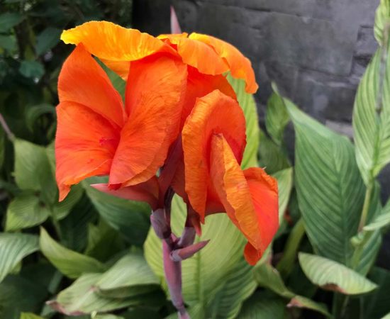 Canna-x-Generalis-Striata