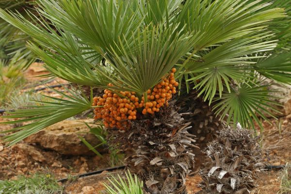 Chamaerops-humilis-4