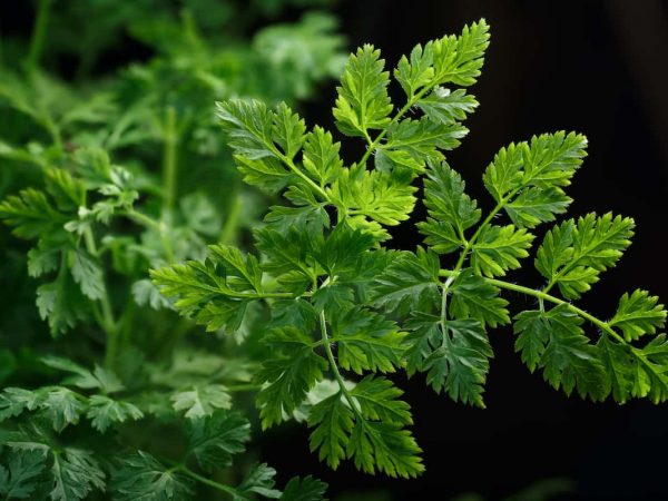 Chervil-Plant