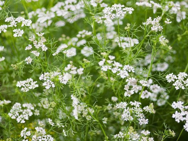 Coriander-bloom-flowers-umbels-clusters