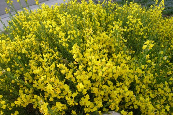 Cytisus-purgans-David.Staats1