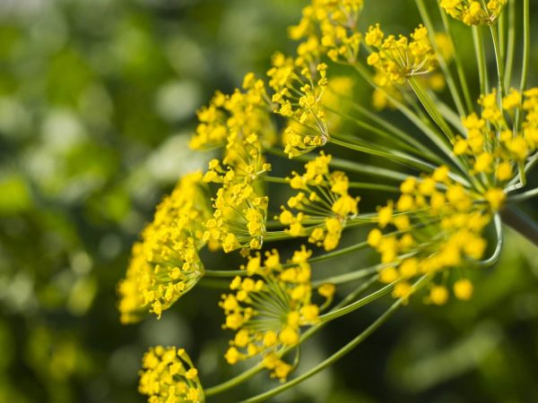 Dill-Flower-Meaning-Symbolism-Uses-and-Benefits-Anethum-graveolens