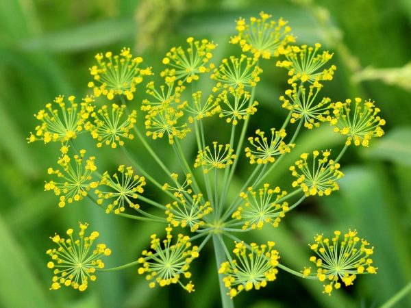 Dill-Flower