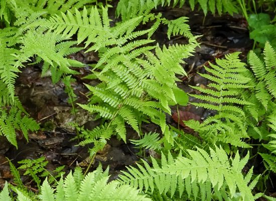 Ferns-of-the-Adirondacks-New-York-Fern-Thelypteris-noveboracensis-Heaven-Hill-Trails-Big-Field-Loop-18-July-2019-71