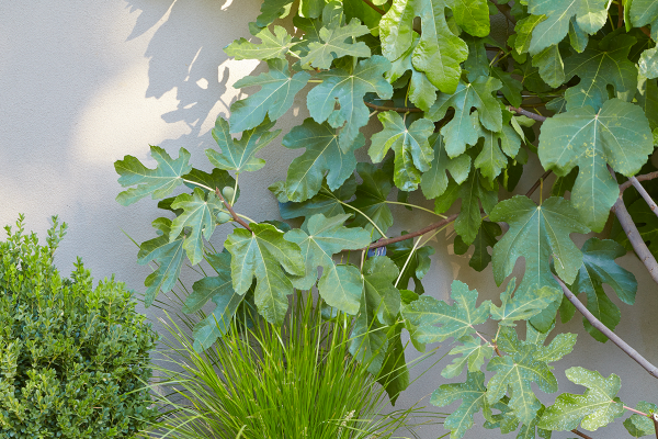 Flora+Grubb+Gardens+edible+fig+plant+Ficus+carica+in+San+Francisco+nursery