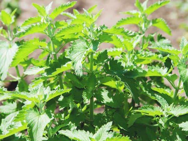 Growing-Lemon-Balm-Varieties-Planting-Guide-Care-Problems-and-Harvest-FI