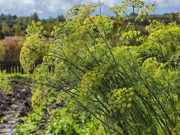 How-to-Plant-and-Grow-Dill-in-the-Garden-Cover