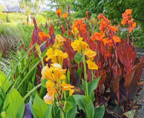 How-to-plant-Indian-shot-Canna-lily-Canna-indica-www.dearplants.com_