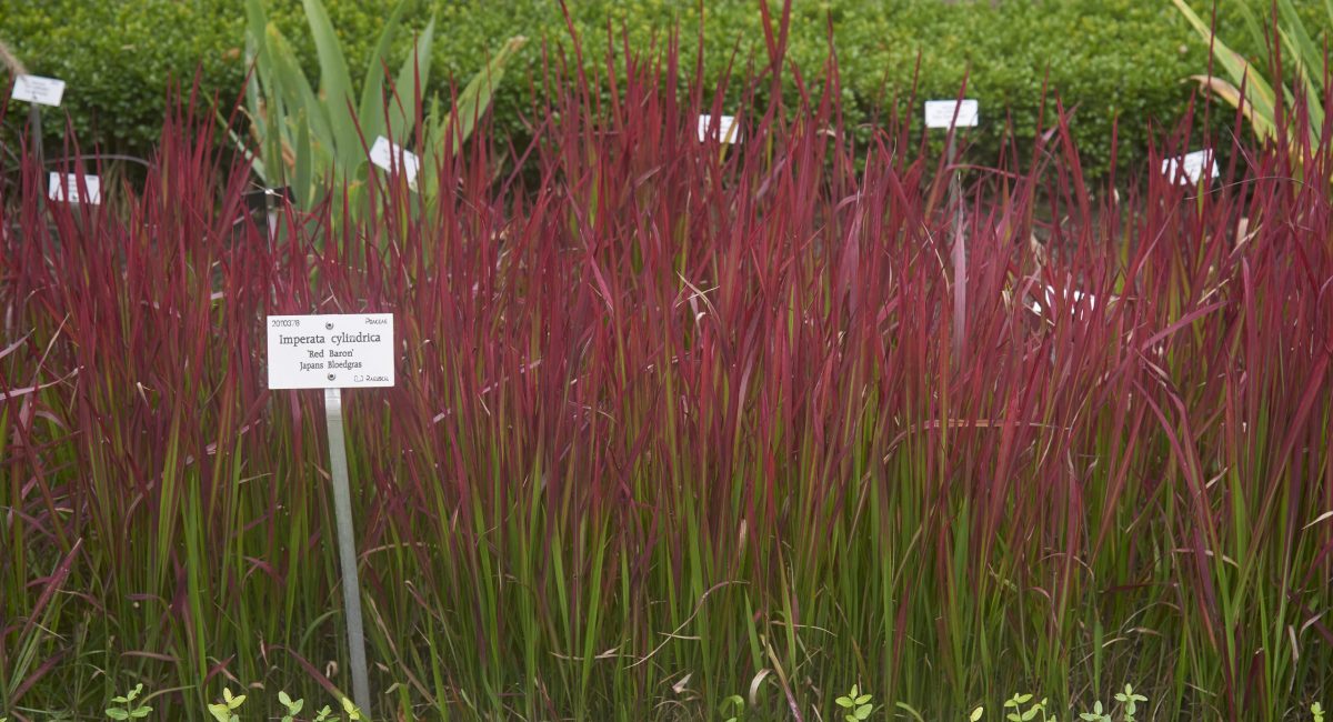 Imperata cylindria 'Red Baron', Japans Bloedgras, Kruidtuin te Leuven, Belgi