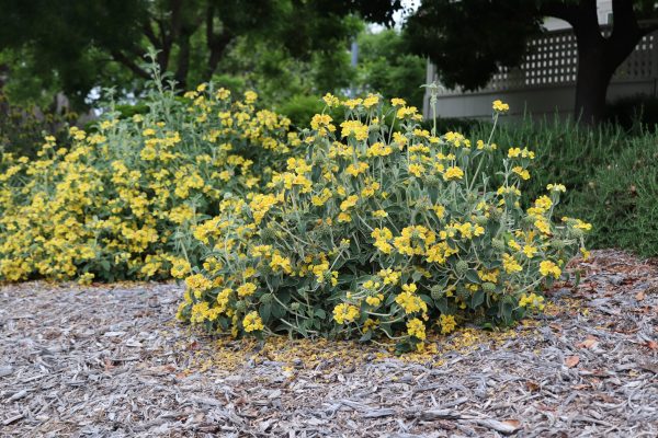 Jerusalem_sage_Phlomis_fruticosa_IMG_8825