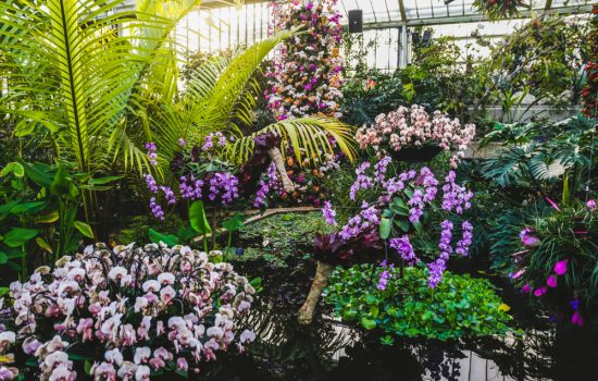 Kew-Garden-Orchid-Festival