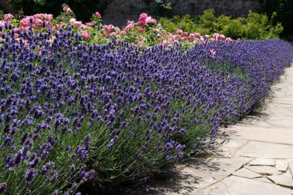 Lavender-varieties-outdoor