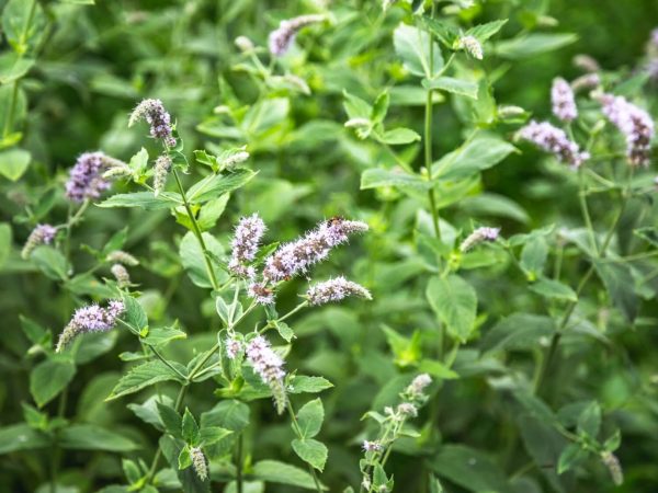 Lemon-Balm-Meaning-Types-and-Uses-Melissa-officinalis