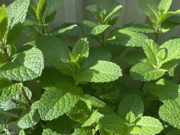 MInt-Plants-scaled