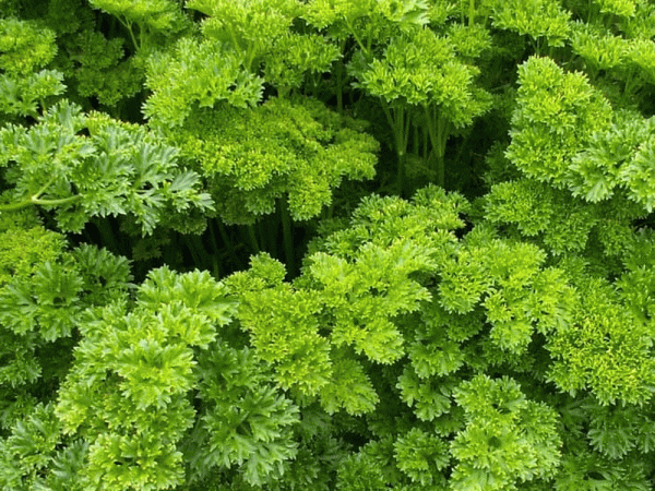 Moss-Curled-Parsley-Seeds-01