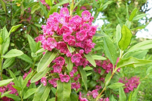 Northern-Sheep-Laurel