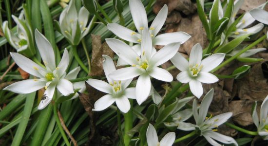 Ornithogalum_umbellatum_close-up2