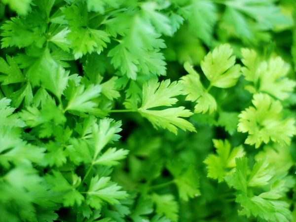 Parsley