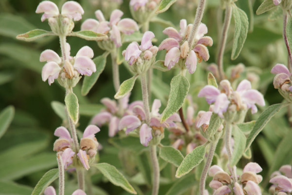 Phlomis-italica-photo