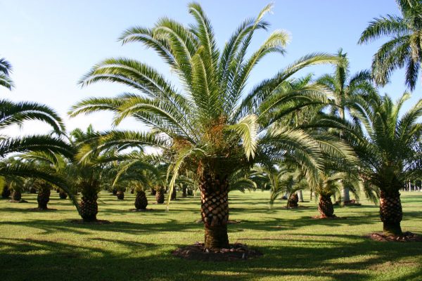 Phoenix_Canariensis_03