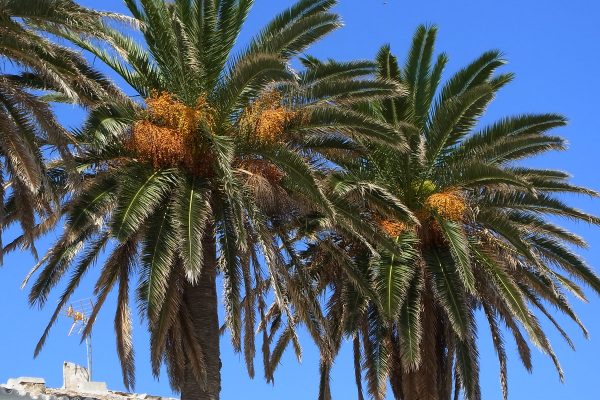 Phoenix_canariensis_CBMen_6