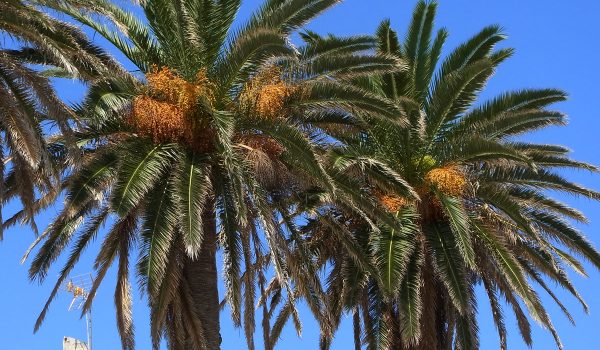 Phoenix_canariensis_CBMen_6