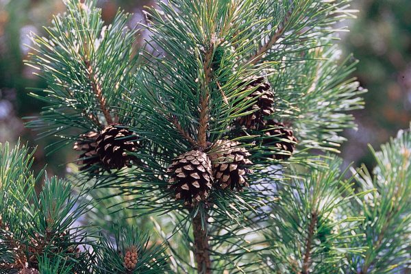 Pinus_sylvestris_branch