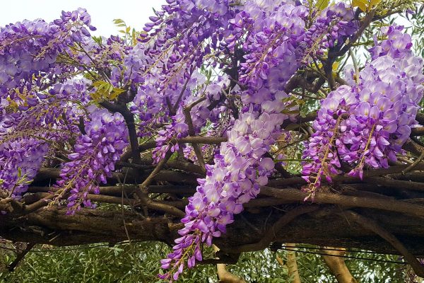 Purple-wisteria-Vicenza-Veneto-Italy-www.rossiwrites.com_