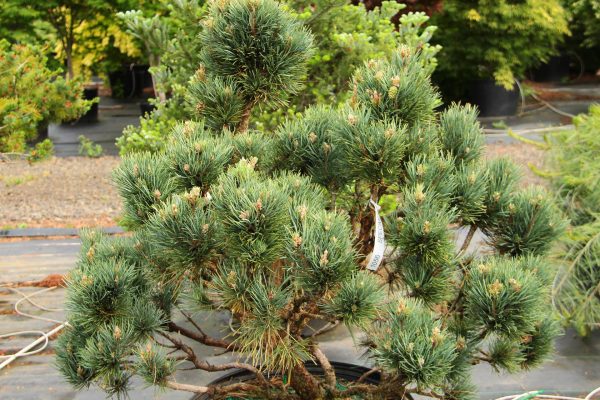 SPECIMEN-1056-PINUS-SYLVESTRIS-BENNETTS-COMPACT-1