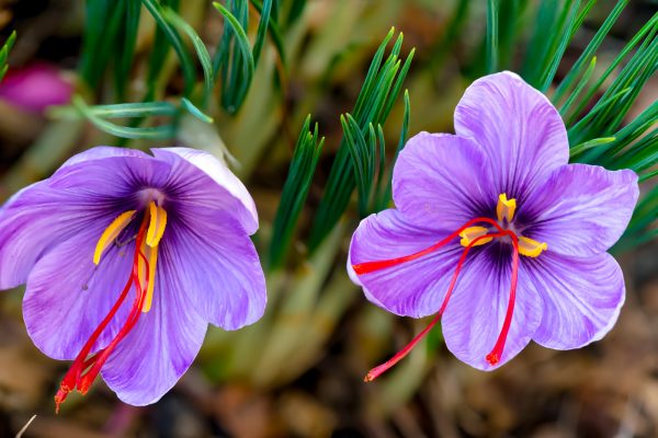 Saffron is a spice derived from the flower of Crocus sativus. The vivid crimson stigmas and styles, called threads, are collected to be used mainly as a seasoning agent in food. It is among the world's most costly spices by weight.