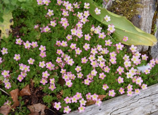 Saxifraga-Pixie-scaled-1800x0-c-default