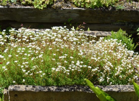 Saxifraga-exarata-scaled-1800x0-c-default