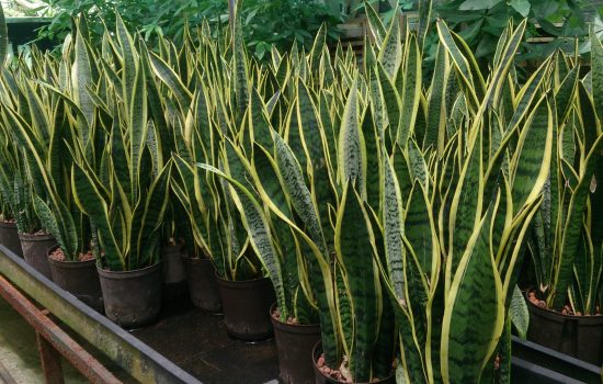 Snake_Plant_(Sansevieria_trifasciata_'Laurentii')_1