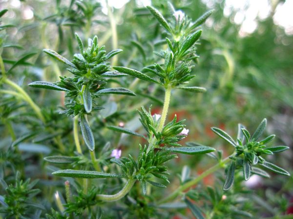 Summer-savory-leaves__77874.1504307699