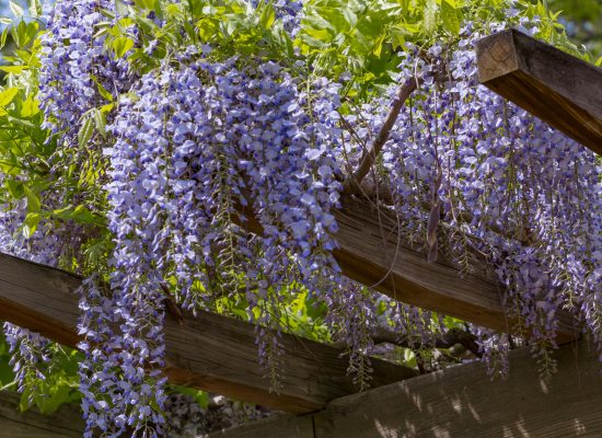 Wisteria trellis in garden