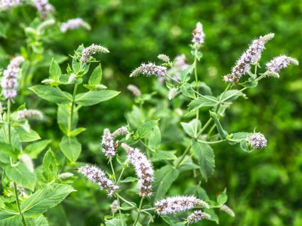 Ultimate-Guide-to-Mint-Plant-Meaning-Symbolism-Types-and-Uses