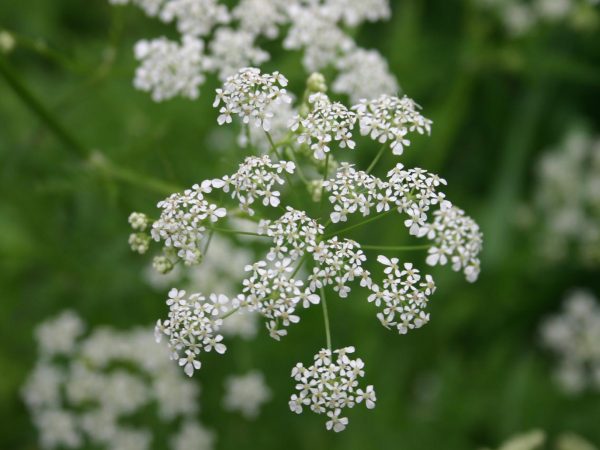 Wild_Chervil001_LMehrhoff_UnivConnecticut