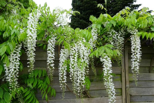 Wisteria-sinensis-Alba-Chinese-Wisteria3