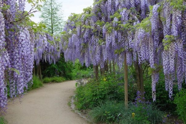 Wisteria_Sinensis_1024x