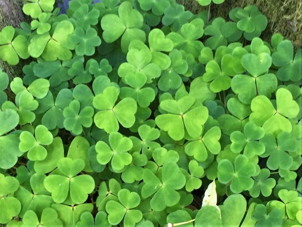 Wood-Sorrel-15