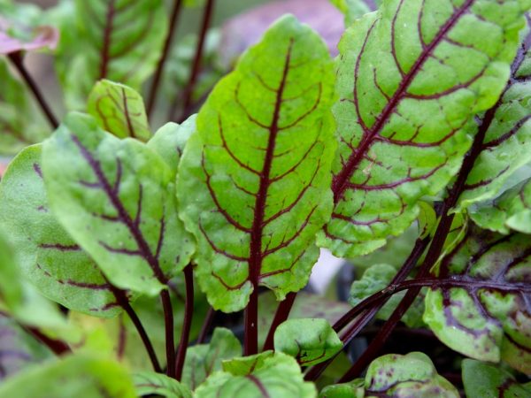 Red veined sorrel
Container 3 hardy perennial green and maroon purple veins salad leaves leaf scented scent fragrant lemony taste portrait Container 3
25/04/14 25/04/2014 250414 25042014 25 25th April 2014 Spring Alex Mitchell Herbs in Pots for Drinks Photographer Sarah Cuttle edible plants grown in containers