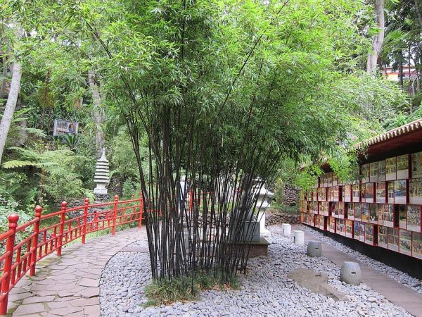 bamboo-garden-bamboo-oriental-japanese-garden-japanese-zen-green-natural-nature